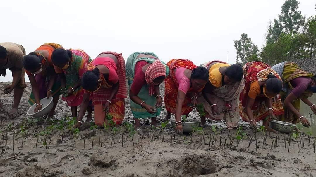 Mangrove Conservation Day is being observed on July 26th.